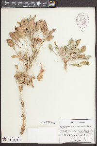 Oenothera cespitosa subsp. navajoensis image