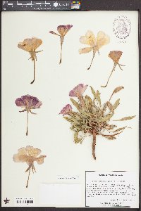 Oenothera cespitosa image