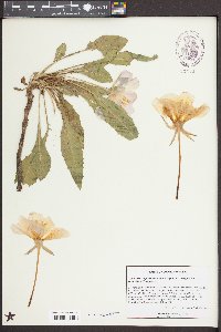 Oenothera cespitosa subsp. macroglottis image