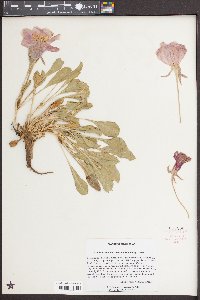 Oenothera cespitosa var. cespitosa image