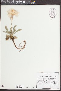 Oenothera cespitosa image