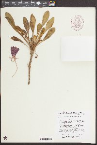 Oenothera cespitosa var. cespitosa image