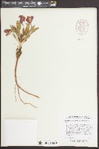 Oenothera cespitosa var. cespitosa image