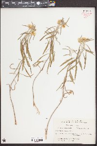 Oenothera serrulata image