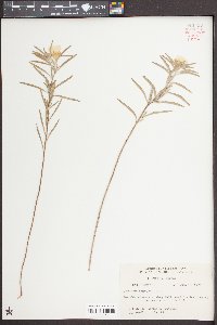 Oenothera serrulata image