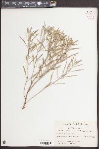 Oenothera serrulata image