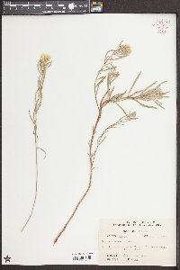 Oenothera serrulata image