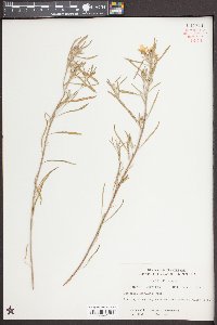 Oenothera serrulata image