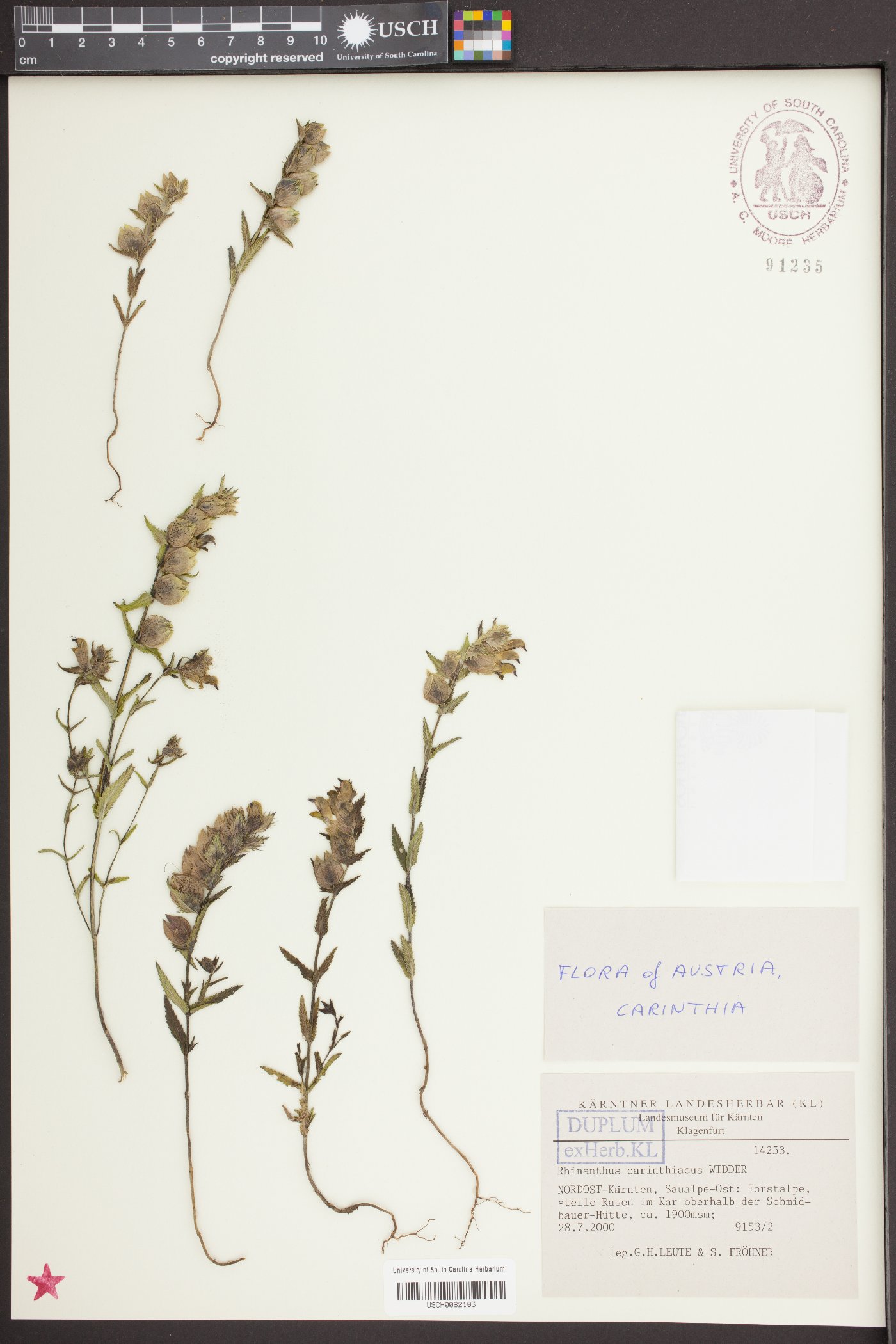 Rhinanthus alpinus subsp. carinthiacus image