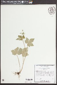 Ranunculus recurvatus var. recurvatus image