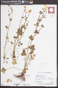 Ranunculus sardous image