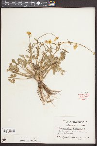 Ranunculus bulbosus image