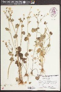 Ranunculus sardous image