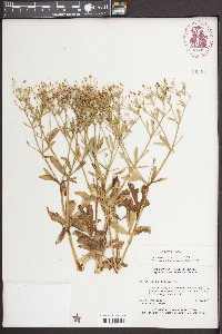 Ranunculus sceleratus image