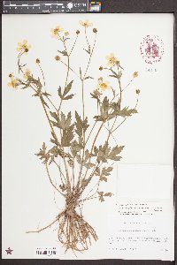 Ranunculus septentrionalis image