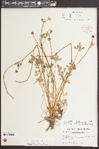 Ranunculus septentrionalis image