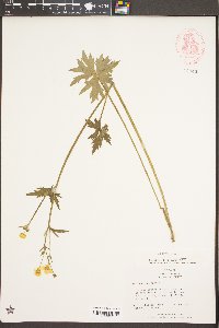 Ranunculus acris image