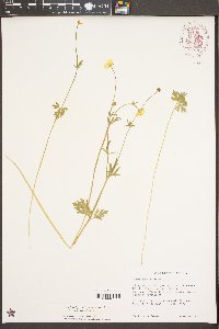 Ranunculus bulbosus image