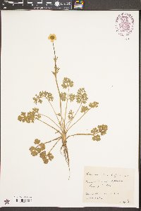 Ranunculus bulbosus image