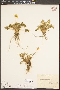 Ranunculus bulbosus image