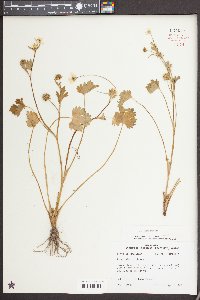 Ranunculus muricatus image