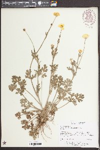 Ranunculus parviflorus image