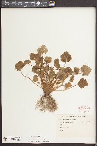 Ranunculus parviflorus image