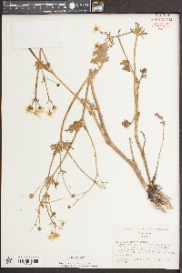 Ranunculus sardous image