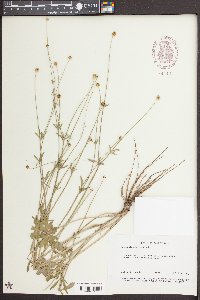 Ranunculus bulbosus image