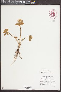 Ranunculus eschscholtzii image