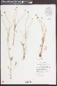 Ranunculus pedatifidus image