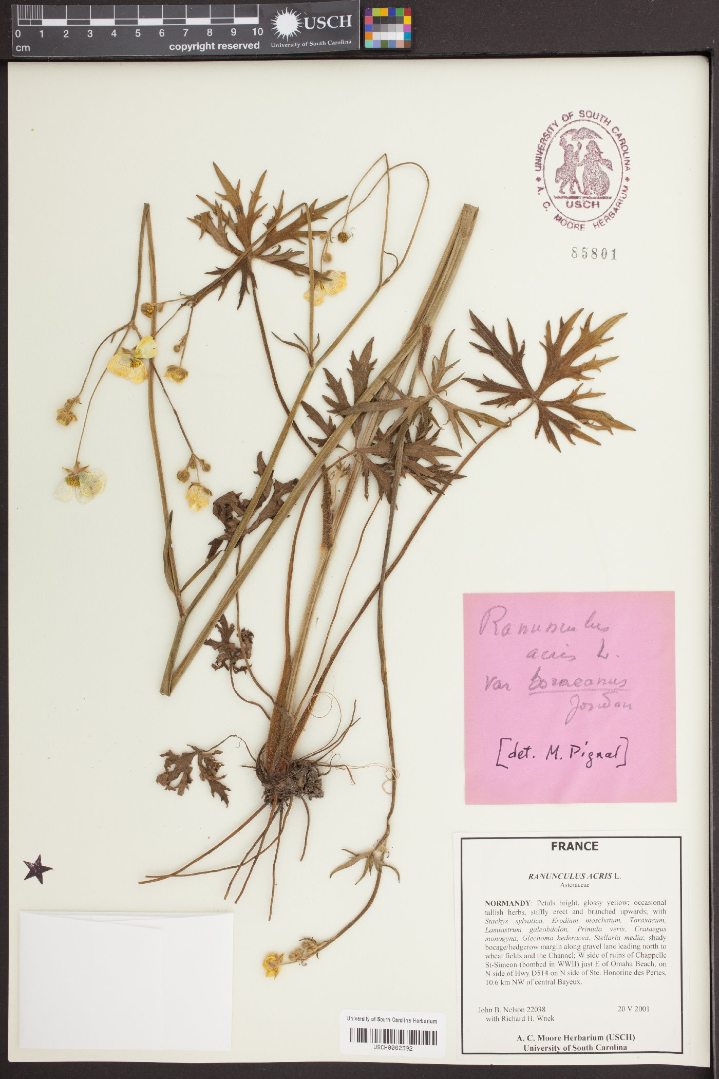 Ranunculus acris subsp. acris image