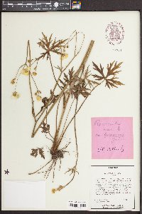 Ranunculus acris image