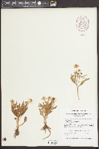 Ranunculus glaberrimus var. ellipticus image