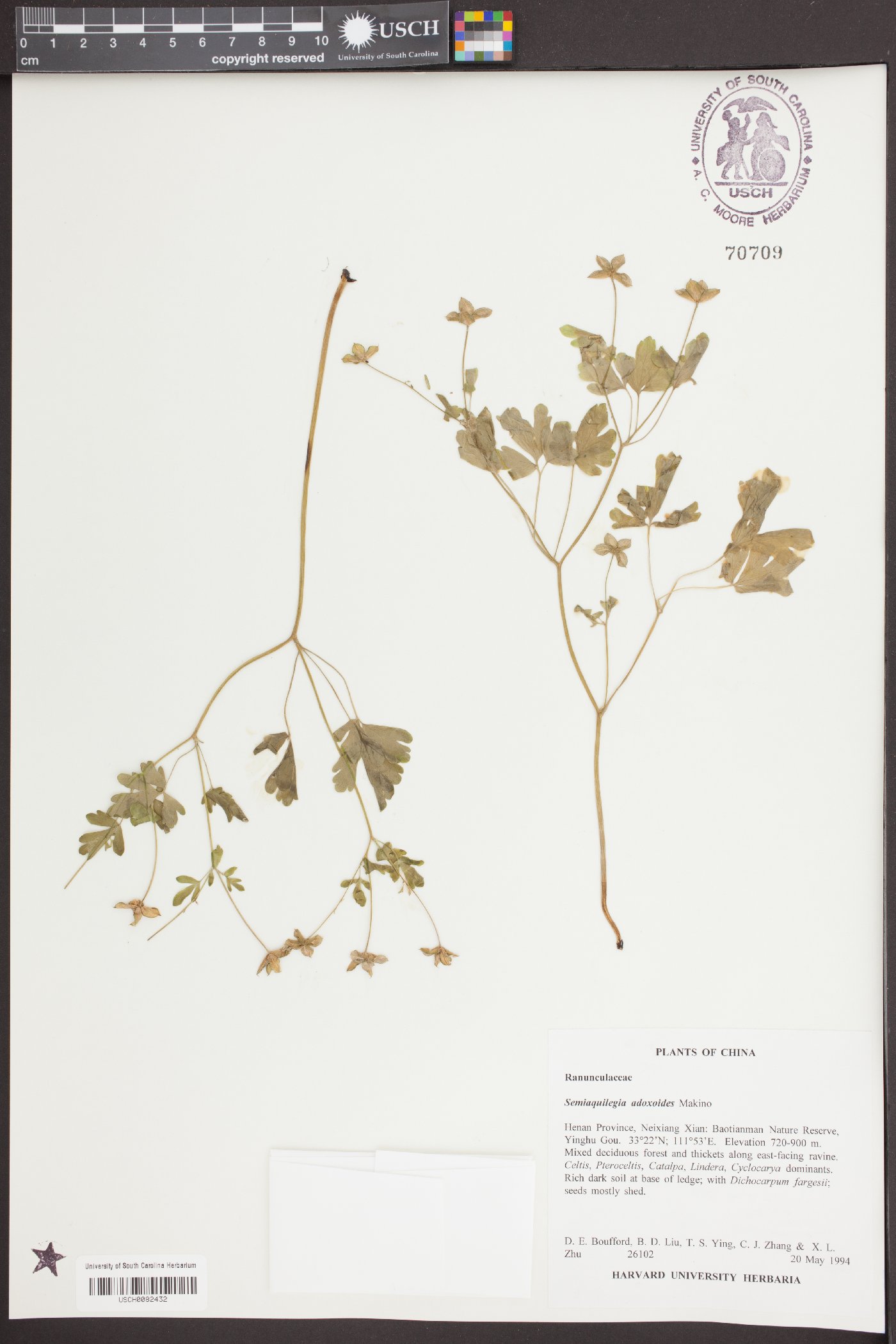 Semiaquilegia image