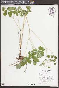 Thalictrum dioicum image