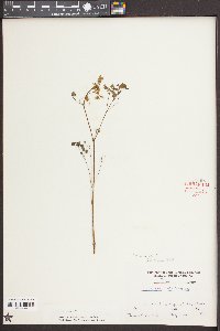 Thalictrum dioicum image