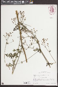 Thalictrum macrostylum image