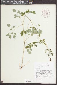 Thalictrum macrostylum image