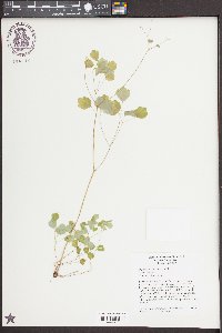 Thalictrum clavatum image