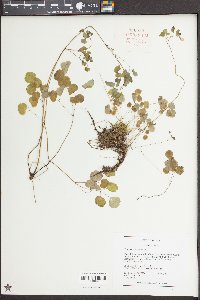 Thalictrum clavatum image
