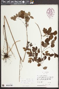 Thalictrum clavatum image