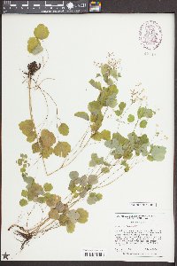 Thalictrum clavatum image