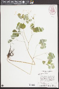 Thalictrum clavatum image