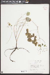 Thalictrum clavatum image