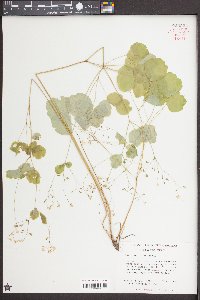 Thalictrum clavatum image