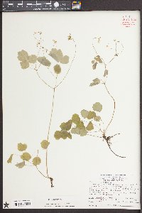 Thalictrum clavatum image