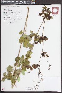 Thalictrum amphibolum image