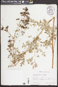 Thalictrum amphibolum image