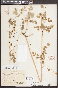 Thalictrum amphibolum image